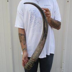 35" Raw Buffal...