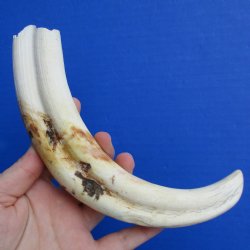9" Ivory Tusk from African Warthog - $32