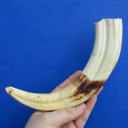 9" Ivory Tusk from African Warthog - $32
