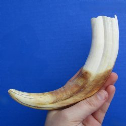 9" Ivory Tusk from African Warthog - $32