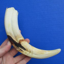 9" Ivory Tusk from African Warthog - $32