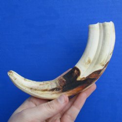 9" Ivory Tusk from African Warthog - $32