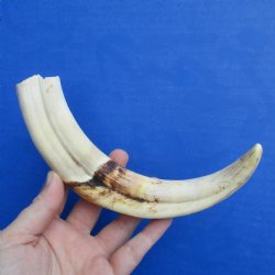 9" Ivory Tusk from African Warthog - $32