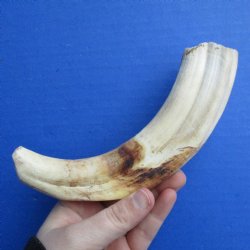 8" Ivory Tusk from African Warthog - $24