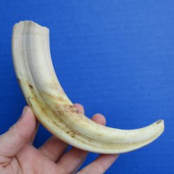 8" Ivory Tusk from African Warthog - $24