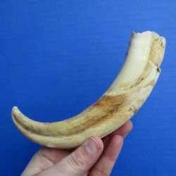 8" Ivory Tusk from African Warthog - $24