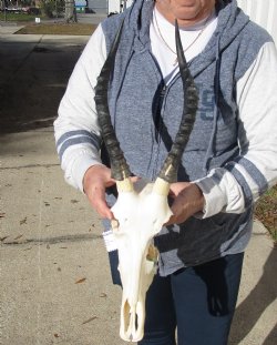C-Grade 11-1/4" Female Blesbok Skull with 12-1/4" Horns - $42