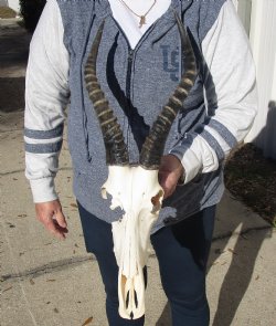 C-Grade 11-3/4" Male Blesbok Skull with 13-3/4" Horns - $42