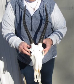 C-Grade 11-1/2" Female Blesbok Skull with 12-1/2" Horns - $42