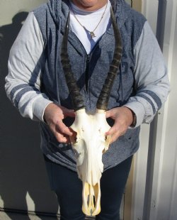 C-Grade 12" Female Blesbok Skull with 13" Horns - $42