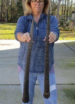 2 Piece Lot of 28 & 31 Inch Authentic African Gemsbok, Oryx horns available for purchase $43/lot