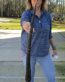 Buy this Gemsbok horn for making shofars, 30 inches for $23