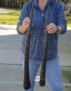 2 Piece Lot of 28 and 30 Inch Authentic African Gemsbok, Oryx horns available for purchase $43/lot