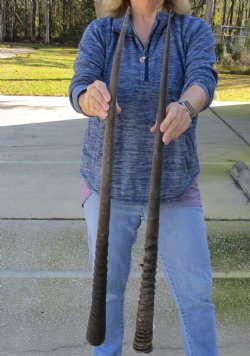 2 Piece Lot of 36 & 37 Inch Authentic African Gemsbok, Oryx horns available for purchase $56/lot