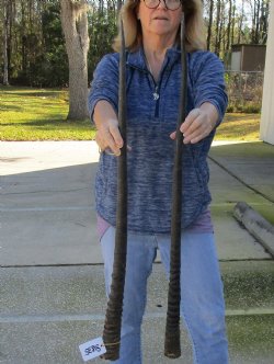 2 Piece Lot of 36 & 37 Inch Authentic African Gemsbok, Oryx horns available for purchase $56/lot