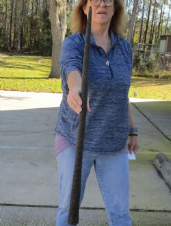 Buy this Gemsbok horn for making shofars, 34 inches for $26