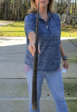 Buy this Gemsbok horn for making shofars, 33 inches for $26