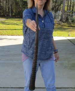 Buy this Gemsbok horn for making shofars, 33 inches for $26