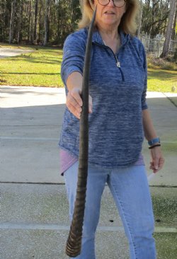 Buy this Gemsbok horn for making shofars, 35 inches for $26