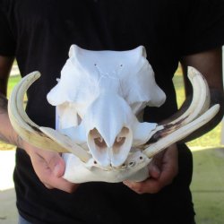 13" African Warthog Skull with 8" Ivory Tusks - $155