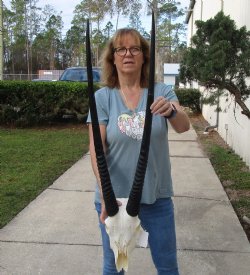 B-Grade African Gemsbok Skull with 32 & 33 inch horns - $125