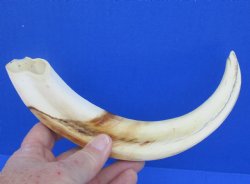 11" Warthog Tusk, Warthog Ivory from African Warthog 
