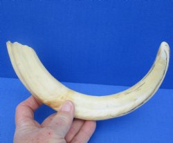 12" Warthog Tusk, Warthog Ivory from African Warthog 