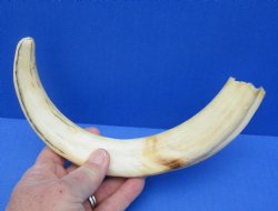 12" Warthog Tusk, Warthog Ivory from African Warthog 