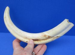  For Sale Real 12 inch Warthog Tusk, Warthog Ivory from African Warthog - $69