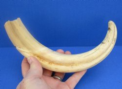 12" Warthog Tusk, Warthog Ivory from African Warthog 