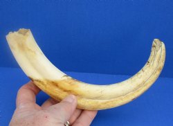 11" Warthog Tusk, Warthog Ivory from African Warthog 