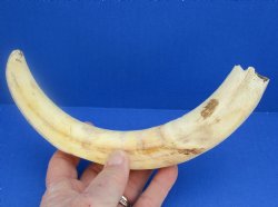 11" Warthog Tusk, Warthog Ivory from African Warthog