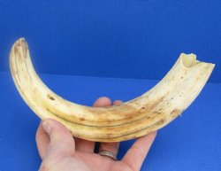 11" Warthog Tusk, Warthog Ivory from African Warthog