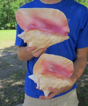 Pink Conch Shells Hand Picked Pricing