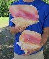 Pink Conch Shells Hand Picked Pricing