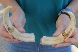 Matching pair of 8 ...