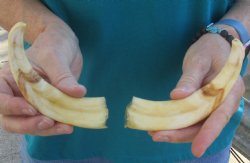 Matching pair of 6 inch Warthog Tusks - $24/pair