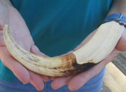 10" Warthog Tusk, Warthog Ivory from African Warthog 