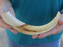 10" Warthog Tusk, Warthog Ivory from African Warthog