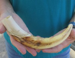 10 inch Warthog Tus...