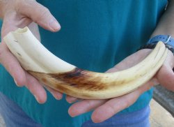 10 inch Warthog Tus...