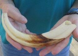 10"Warthog Tusk, Warthog Ivory from African Warthog