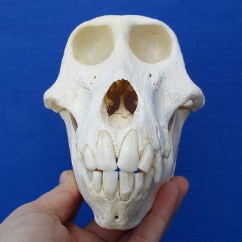 Discounted Baboon Skulls