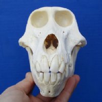 Discounted Baboon Skulls