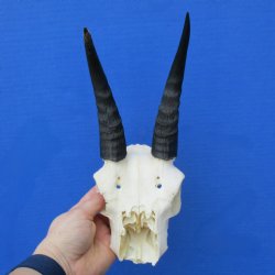 C-Grade 6" Mountain Reedbuck Skull with 6" Horns - $34
