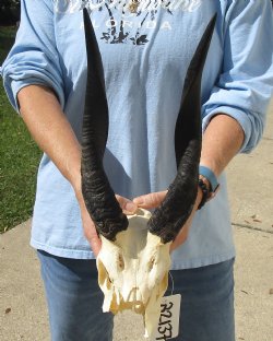 Craft Grade 7-1/2" Bushbuck Skull with 13" Horns - $39