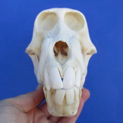 B-Grade 7-1/4" Sub-Adult Baboon Skull - $120 (CITES P-000023748)