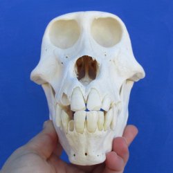 B-Grade 7" Female Baboon Skull - $125 (CITES P-000023748)