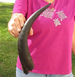 B-Grade Kudu horn for sale measuring 15 inches for $15