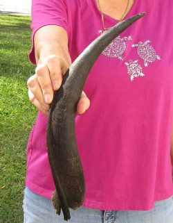 B-Grade Kudu horn for sale measuring 16-1/2 inches for $15